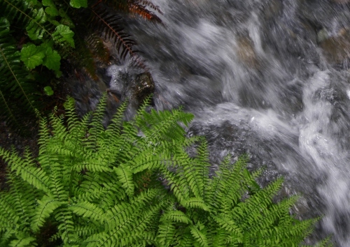 Maidenhair fern, B.C. coastal forest.
