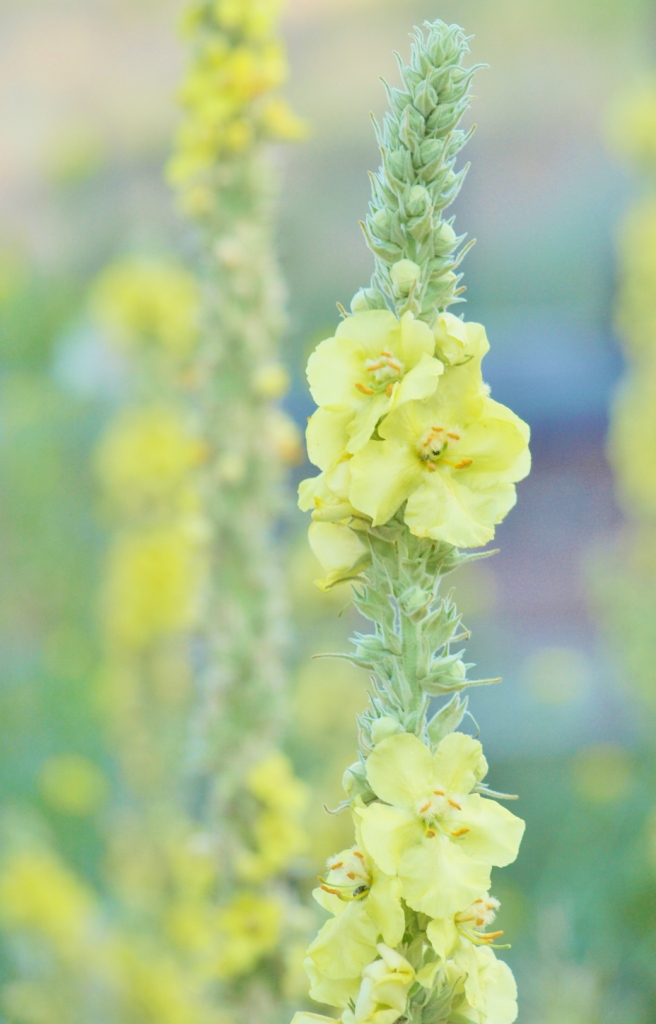 Verbascum thapsiforme. Macalister, B.C. July 14, 2014.