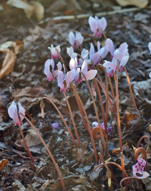 City botanizing: fall-blooming cyclamen in a quiet corner of Victoria's Beacon Hill Park.
